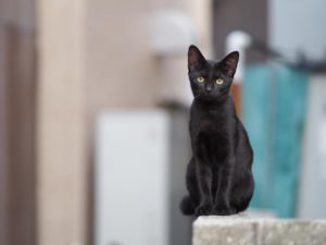 黒猫のスピリチュアルな意味は？実は幸運の証し？横切ると不吉はウソ？