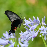 蝶が示すスピリチュアルメッセージとは？クロアゲハは神様の遣い？