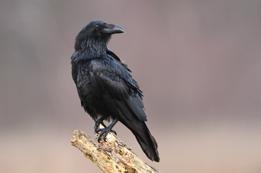 カラスはスピリチュアル的にはどんな存在 夜に鳴くのは何かのメッセージ