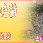 占い館 まねき猫は当たる？当たらない？参考になる口コミをご紹介！【仙台の占い】