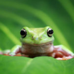 カエルのスピリチュアルなメッセージは？カエルは幸運の象徴で縁起がいい？