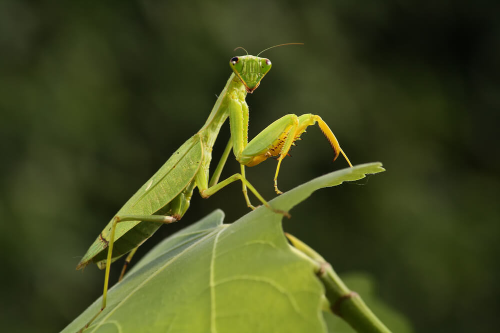 カマキリのスピリチュアルな意味とは？カマキリは縁起が良い？幸運の象徴？