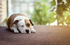 アンダードッグ効果とバンドワゴン効果の意味は？マーケティングや恋愛に使える心理学！