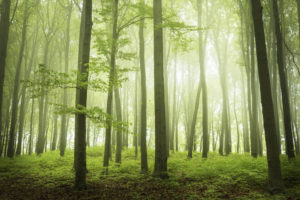 アニミズムの意味は？シャーマニズムや自然崇拝との違いとは？