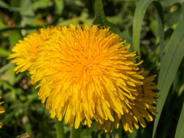 たんぽぽの花言葉とは 意味や由来 英語名の花言葉もご紹介