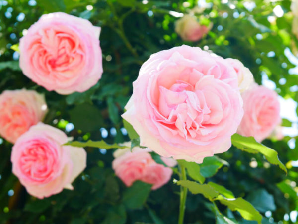 バラ 薔薇 の花言葉とは 色 赤 黄 紫 黒 オレンジなど や本数別に意味をご紹介