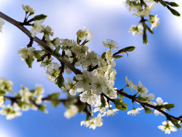 桜の花言葉とは 意味や由来 色 紫 白 種類別 英語名などもご紹介