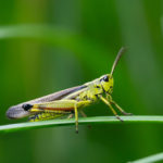 バッタのスピリチュアルな意味やメッセージとは？バッタは幸運を運んで来てくれる？