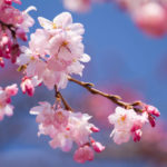 3月28日生まれの誕生花と花言葉がコレ 性格や恋愛