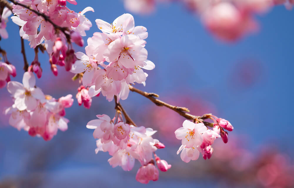 桜の花言葉とは 意味や由来 色 紫 白 種類別 英語名などもご紹介