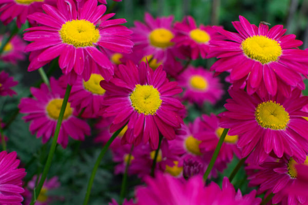 マーガレットの花言葉とは 意味や由来 色 白 ピンク 黄 本数別 英語名などもご紹介