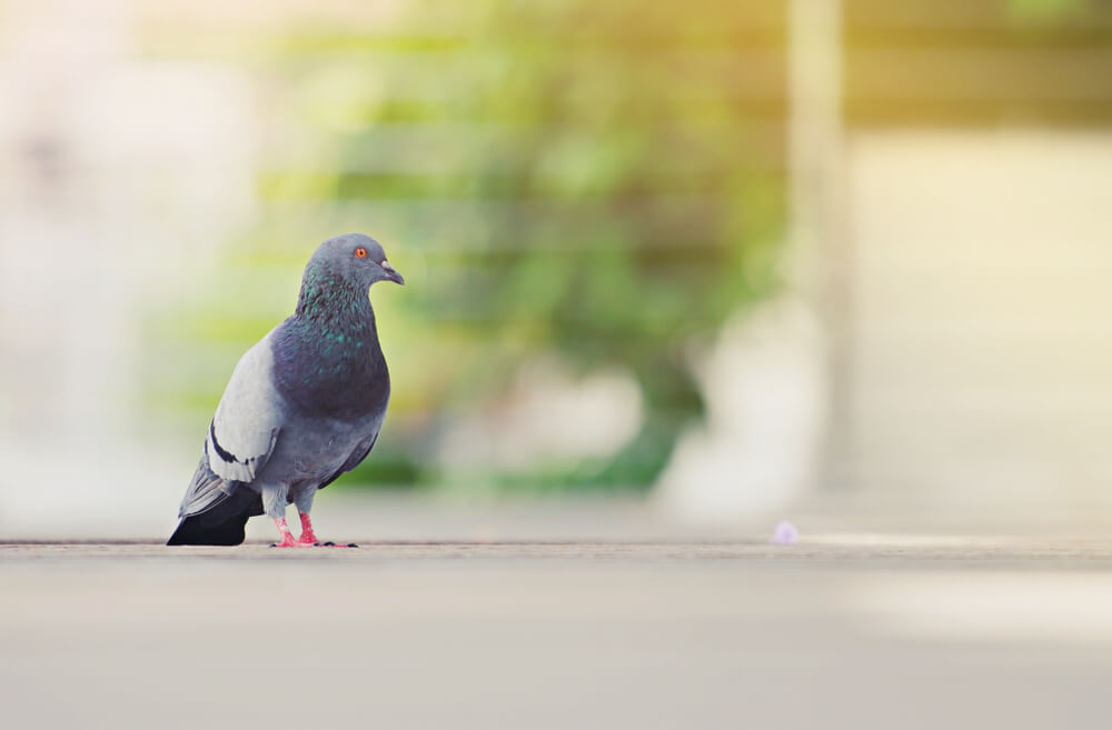 鳩のスピリチュアルな意味とは 白い鳩は幸運の証 つがいの鳩