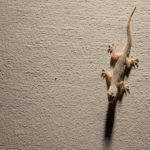 ヤモリのスピリチュアルな意味とは？縁起が良い？金運アップ？白いヤモリは幸運の象徴？