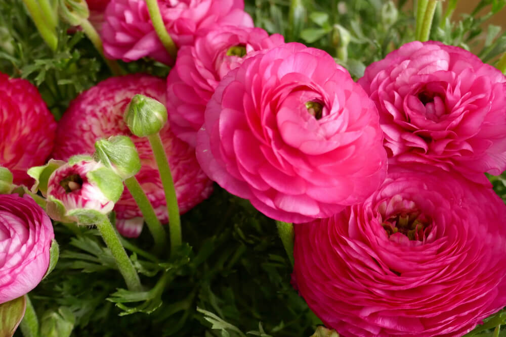 ラナンキュラスの花言葉とは？意味や由来、色別(赤・紫・白・ピンク…)、英語名の花言葉もご紹介！