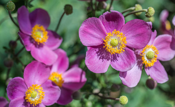 アネモネの花言葉とは 意味や由来 色 紫 青 赤 白 ピンク 本数別などもご紹介