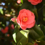 山茶花 サザンカ の花言葉とは 意味や由来 色別 赤 白 ピンク 英語