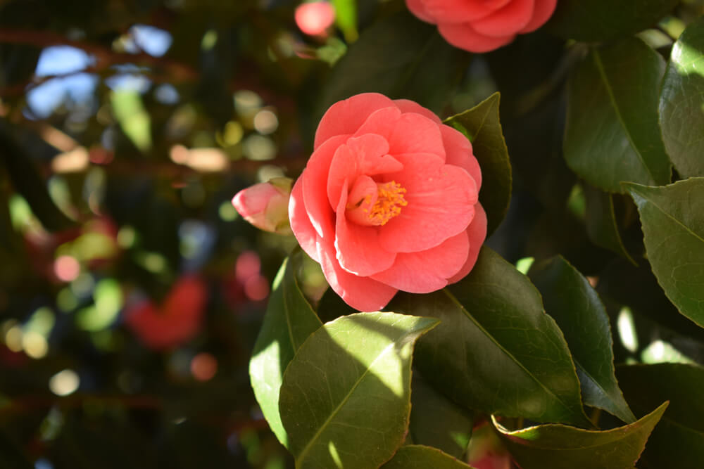 椿(ツバキ)の花言葉とは？意味や由来、色(赤・ピンク・白・黄)、種類別などもご紹介！