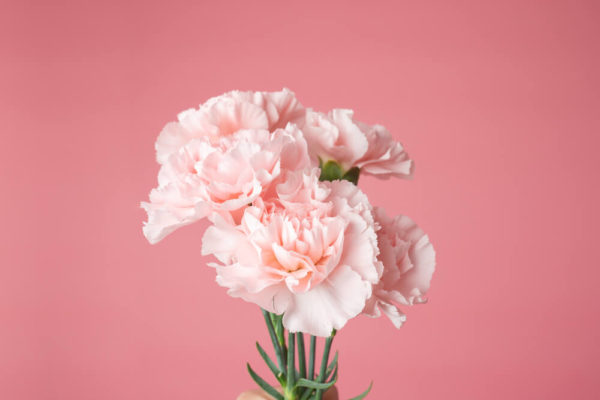 カーネーションの花言葉とは 色 赤 白 ピンク 緑 本数別 母の日の意味や由来をご紹介