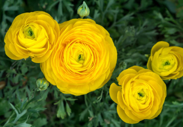 ラナンキュラスの花言葉とは 意味や由来 色別 赤 紫 白 ピンク 英語名の花言葉もご紹介