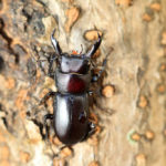 クワガタのスピリチュアルな意味やメッセージとは？