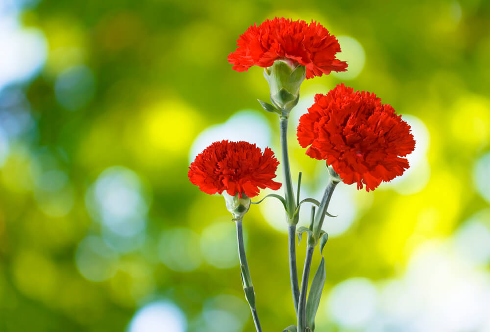 カーネーションの花言葉とは 色 赤 白 ピンク 緑 本数別 母の日