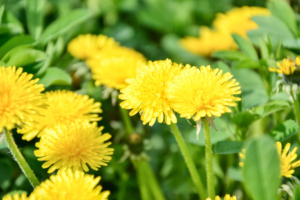 たんぽぽの花言葉とは？意味や由来、英語名の花言葉もご紹介！