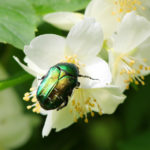 カナブンのスピリチュアルな意味とは？幸運を運ぶ虫？コガネムシは縁起が良い？