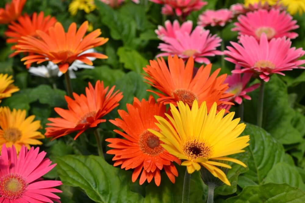 ガーベラの花言葉とは 色 ピンク 白 赤 黄 オレンジ 本数別の意味や種類などをご紹介