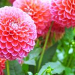 7月29日生まれの誕生花と花言葉がコレ 性格や恋愛