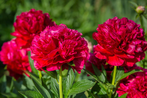 芍薬 シャクヤク の花言葉とは 意味や由来 色別 ピンク 赤 紫 白 英語名の花言葉もご紹介