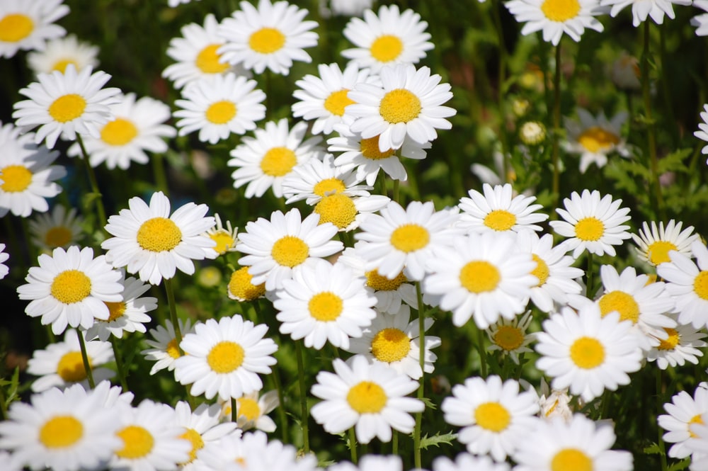 1月9日生まれの誕生花と花言葉がコレ 性格や恋愛