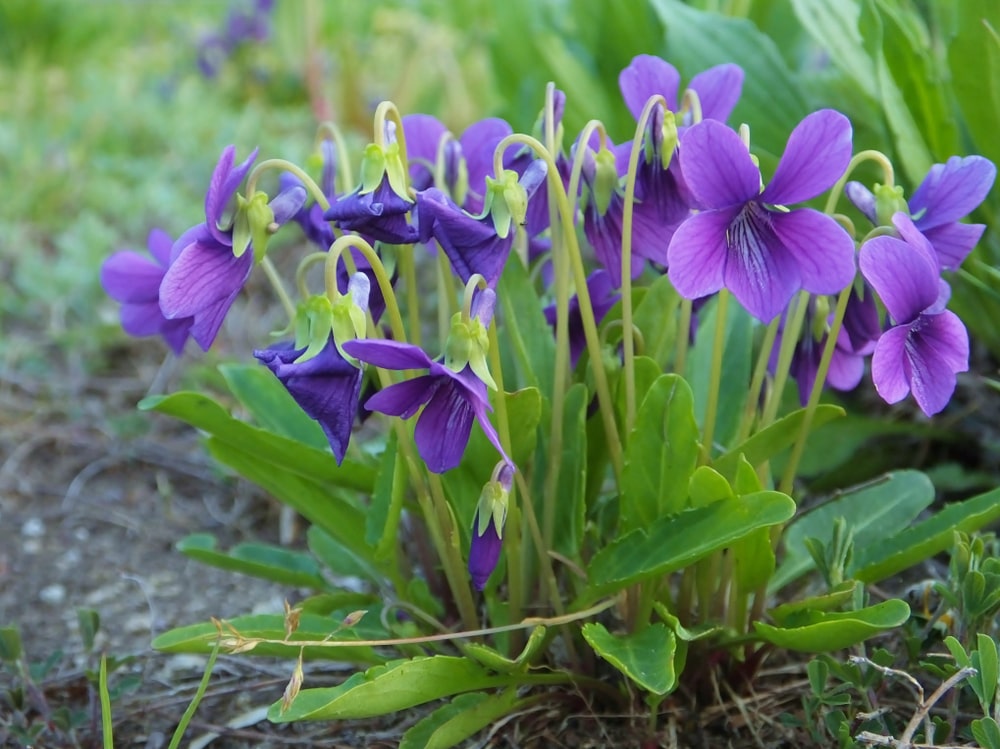 1月8日生まれの誕生花と花言葉がコレ 性格や恋愛