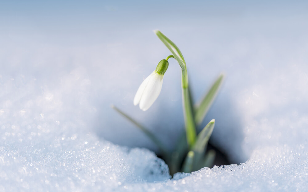 1月1日生まれの誕生花と花言葉がコレ 性格や恋愛