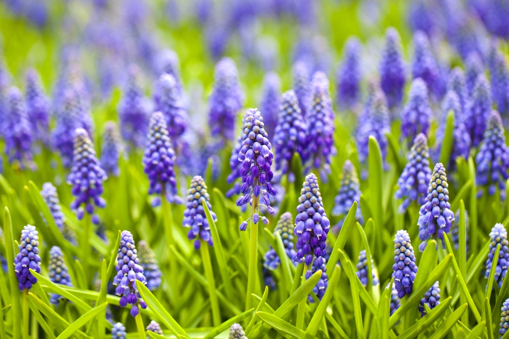 1月30日生まれの誕生花と花言葉がコレ 性格や恋愛