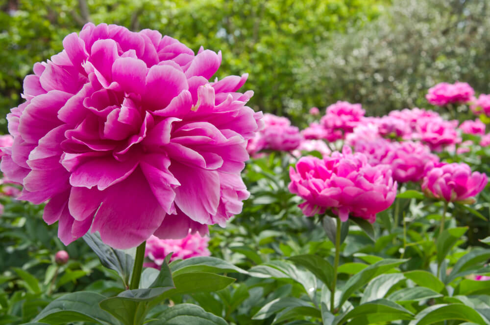 芍薬(シャクヤク)の花言葉とは？意味や由来、色別(ピンク・赤・紫・白)、英語名の花言葉もご紹介！