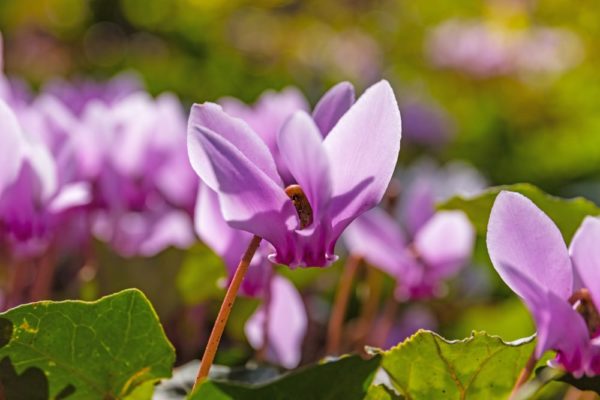 12月7日生まれの誕生花と花言葉がコレ 性格や恋愛 仕事などの誕生日占いもご紹介