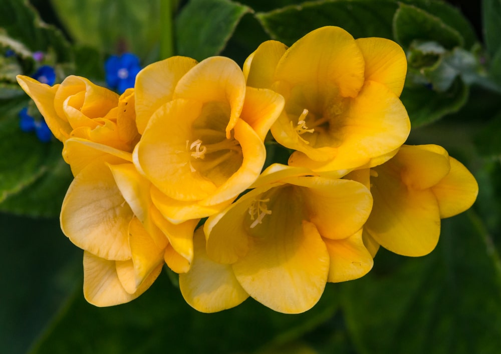 1月10日生まれの誕生花と花言葉がコレ 性格や恋愛