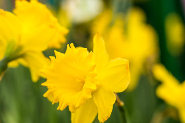 水仙 スイセン の花言葉とは 意味や由来 色 白 黄 種類別 英語名の花言葉もご紹介
