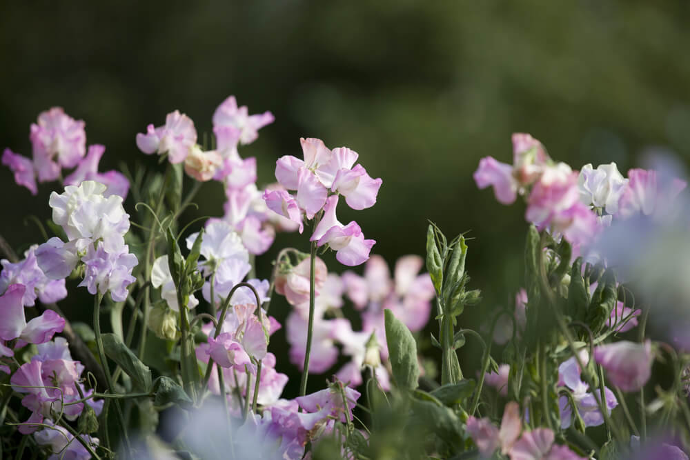 スイートピーの花言葉とは 意味や由来 色別 赤 ピンク 白 紫 黄