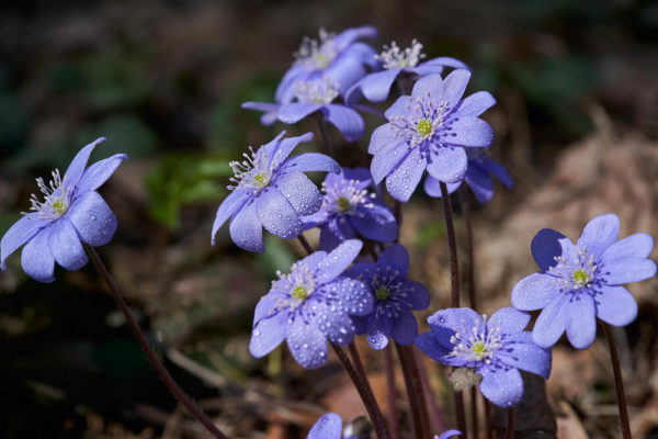 1月5日生まれの誕生花と花言葉がコレ 性格や恋愛 仕事などの誕生日占いもご紹介