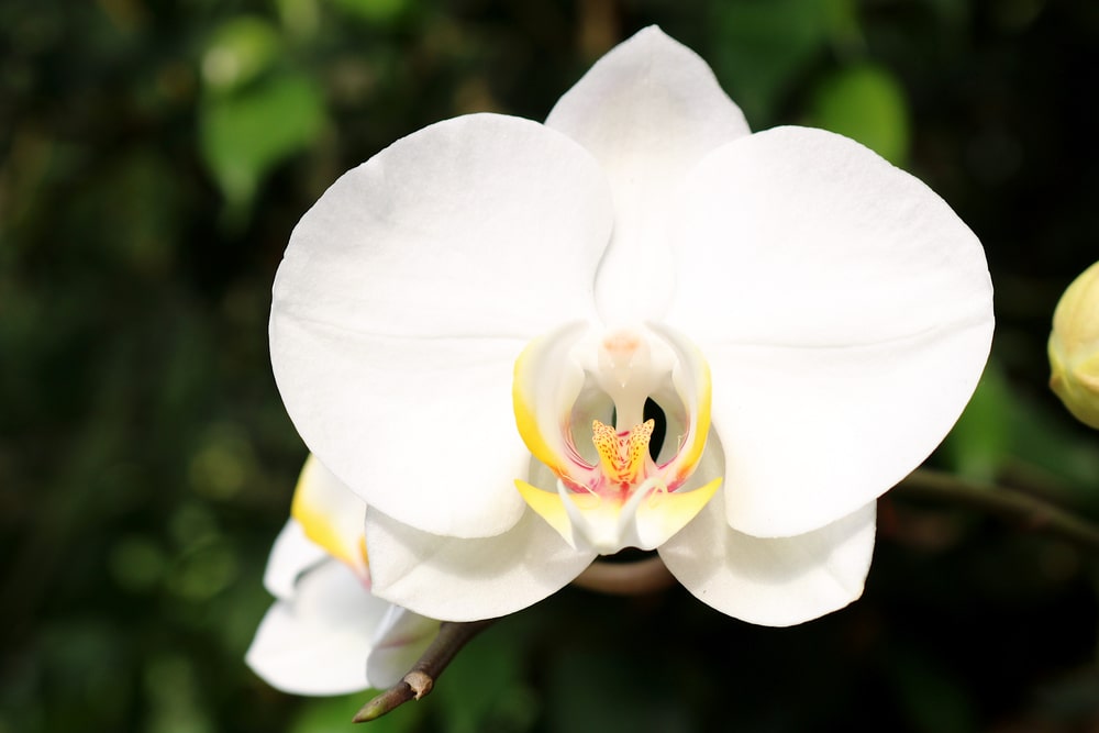 1月17日生まれの誕生花と花言葉がコレ 性格や恋愛