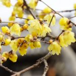 1月2日生まれの誕生花と花言葉がコレ！性格や恋愛・仕事などの誕生日占いもご紹介！