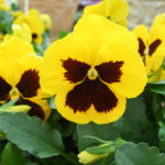 ビオラの花言葉とは 意味や由来 色別 白 黄 紫など 英語
