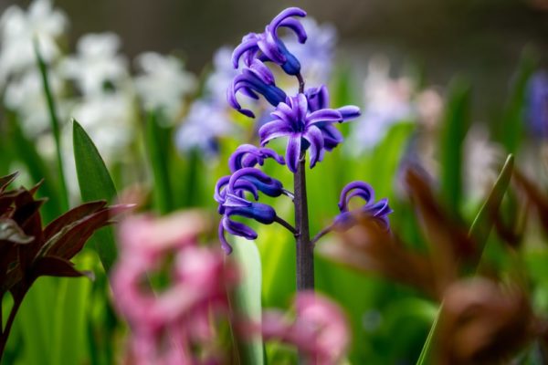 ヒヤシンスの花言葉とは 意味や由来 色別 紫 赤 ピンク 白など 英語名の花言葉もご紹介