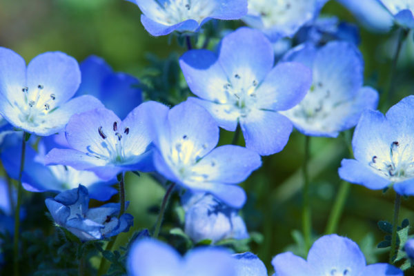 1月28日生まれの誕生花と花言葉がコレ 性格や恋愛 仕事などの誕生日占いもご紹介