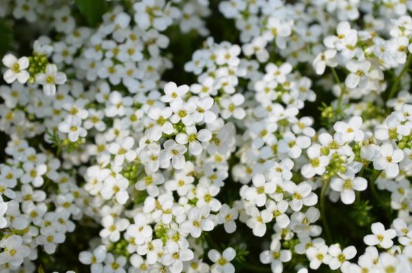 1月12日生まれの誕生花と花言葉がコレ 性格や恋愛 仕事などの誕生日占いもご紹介