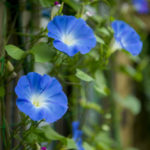 朝顔(アサガオ)の花言葉とは？意味や由来、色別(白・青・紫・ピンク・赤)の花言葉、種類などご紹介！