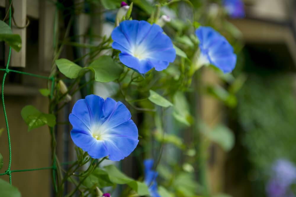 朝顔(アサガオ)の花言葉とは？意味や由来、色別(白・青・紫・ピンク・赤)の花言葉、種類などご紹介！