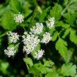 1月7日生まれの誕生花と花言葉がコレ！性格や恋愛・仕事などの誕生日占いもご紹介！