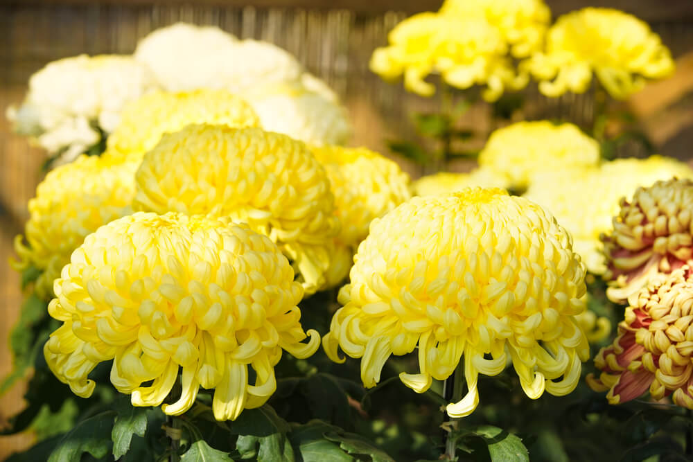 菊 キク の花言葉とは 意味や由来 色 赤 白 黄 種類別